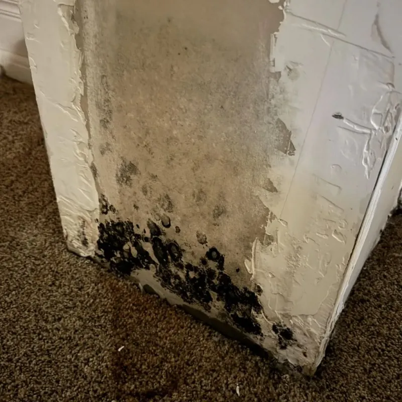 Professional Mold Removal in Pearl River, MS